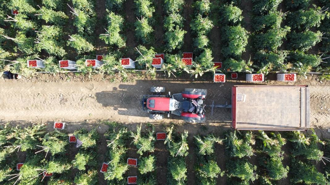 10 köydeki 2500 dekara ekildi tarlada kilosu 15 TL'den satılıyor. Köylü bayram ediyor şafak vakti topluyor - Resim: 13